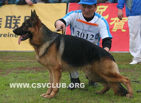 SG1 3012 威尔泊 Vurpo vom Hühnergrab，公，2008-08-28，CSZ8002193 犬主：王华凯