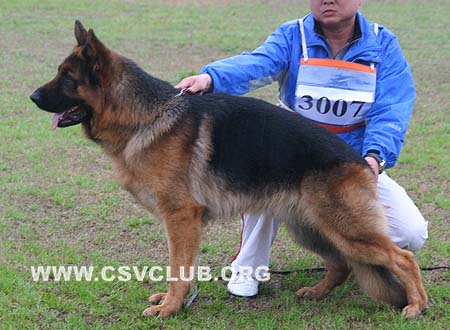 SG2 3007 艾米力 Emil von LuTai，公，2008-08-13，CSZ88588 犬主：李强