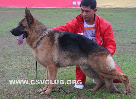 SG3 3017 波特德 Botond von DeBeiJun，公，2008-05-09，CSZ79120 犬主：张成武