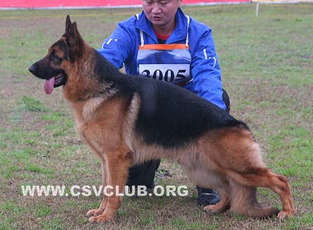 SG4 3005 伊尔力 Earl von LuTai，公，2008-08-13，CSZ88589 犬主：黄周达