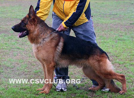 SG5 3015 富林特 Flind von Dossel，公，2008-05-24，CSZ82020 犬主：尤永红