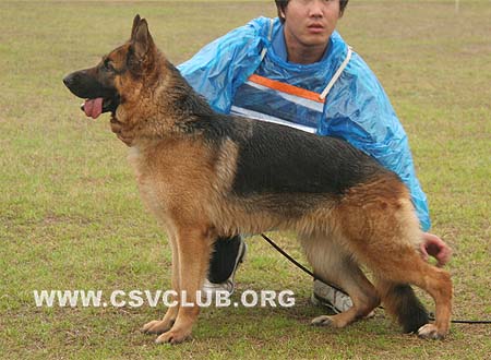 SG4 4009 宝思可嘉 Boeschka von DeYuan，母，2008-07-09，CSZ103959 犬主：何正华