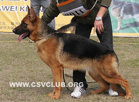 VV3 8011 多米妮可 Dominik von JiangDingJun，母，2009-04-25，CSZ99178 犬主：蒋定军