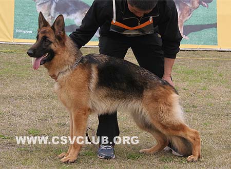 VV4 8022 海塔 Heta von GuQing，母，2009-05-04，CSZ99291 犬主：许章明