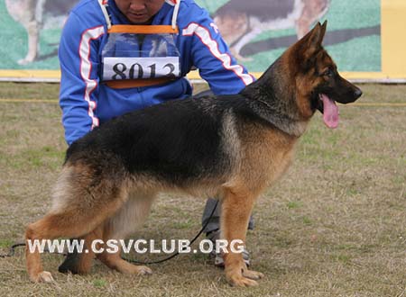 VV5 8013 班蒂 Bendie von NingBoFengYun，母，2009-05-26，CSZ102742 犬主：刘凤