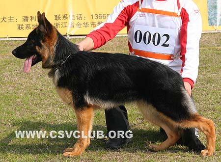 VV5 0002 露白 Ruebe von ChenQi，母，2009-09-15，CSZ112031 犬主：禇孝立