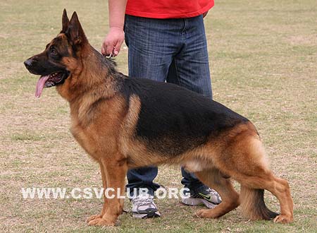 V1 1017 玛琳 Malin von WeiSheng，CSZ60403，犬主：赵莹