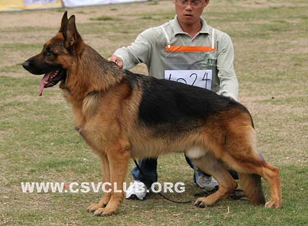 V5 1024 法伦 Falun von YoYo，CSZ58638，犬主：何伟文