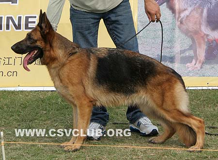 V1 2018 拉娜 Lafe's Lana，CSZ8002034，犬主：吴奇峰
