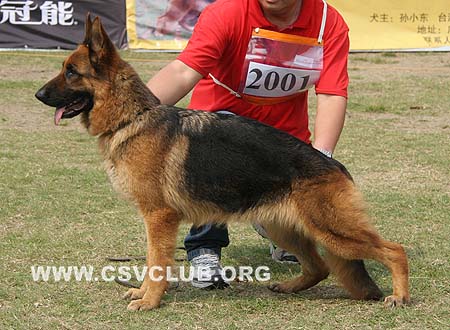 V2 2001 瑞娜 Rane von ZhongDa，CSZ44697，犬主：曹灵君