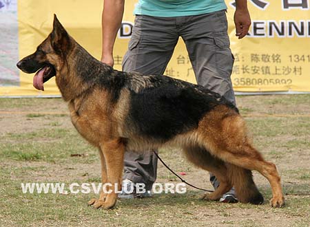 V3 2009 维克 Vicky vom Holtk?mper Hof，CSZ8002014，犬主：孙小东(大兴)