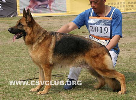 V4 2019 巴亚 Lafe's Bajah，CSZ8002283，犬主：徐金贵