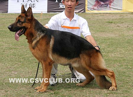 SG3 3011 路克斯 Lux vom Moorbeck，CSZ8002190，犬主：郭永昌