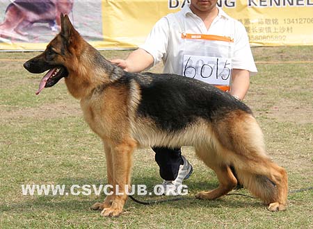 SG4 6015 芭卡蒂 Bacardi von WeiLong，CSZ98903，犬主：徐威