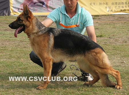 VV1 8005 伊莱克卓 Electra von ZhengYa，CSZ97248，犬主：何振