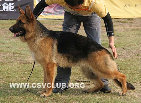 VV2 8013 伊卡 Ike von Victoria，CSZ8002235，犬主：周海成