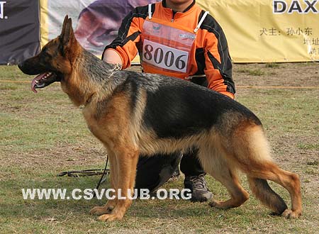 VV3 8006 布哈丝雅 Brasilia von LaiYinHe，犬主：吴汉权