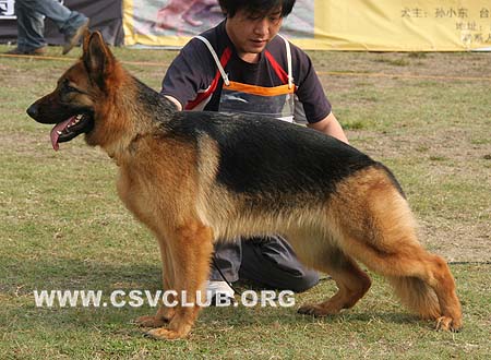 VV4 8019 库拉 Cula von LongChao，CSZ105908，犬主：樊永利