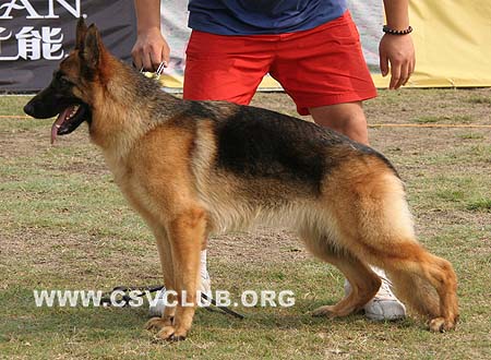 VV5 8007 伊莱克卓 Electra von ZhengYa，CSZ97248，犬主：何振