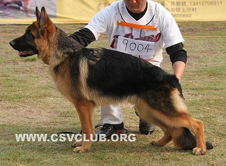 VV1 9004 比恩 Lafe's Benny，CSZ8002288，犬主：徐金贵