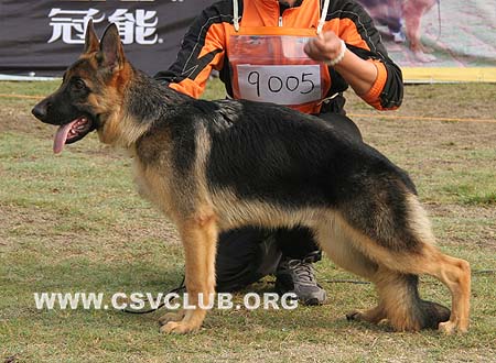 VV3 9005 比瑞斯 Lafe's Bravos，CSZ8002287，犬主：徐金贵