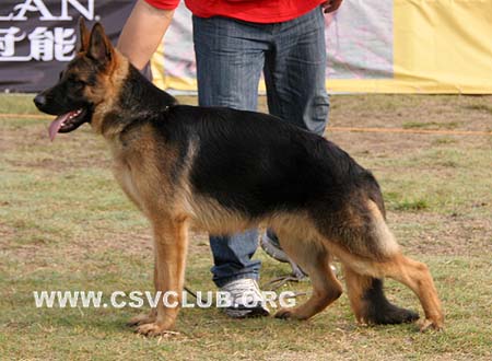 VV4 9003 库力德 Curd von Nan Hai，CSZ105717，犬主：郑庆云
