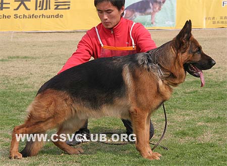 V1 1065 杜克斯，Dux de Intercanina，CSZ8002203，犬主：赵振平