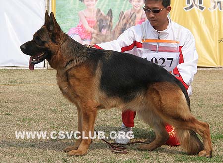 V4 1027 希尔，Xill aus dem Haus Zygadto，CSZ8002131，犬主：李深义