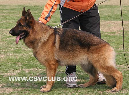 V5 1043 赛门，Corbo von Dossel，CSZ82002，犬主：王喜庆