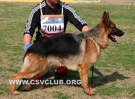 VV4 7004 奥莫，Omerq von ZhenDe，CSZ95184，犬主：樊永利