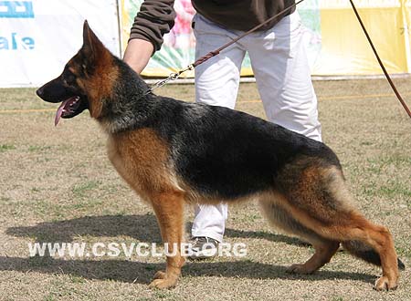 VV1 8017 布露么肯，Bluemchen von AiDeEr，CSZ96163，犬主：李彦超