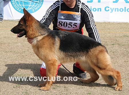 VV2 8055 库拉，Cula von LongChao，CSZ105908，犬主：李生琦