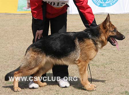 VV5 8015 凯德蒂，Caddie von TianZhong，CSZ102724，犬主：李娟
