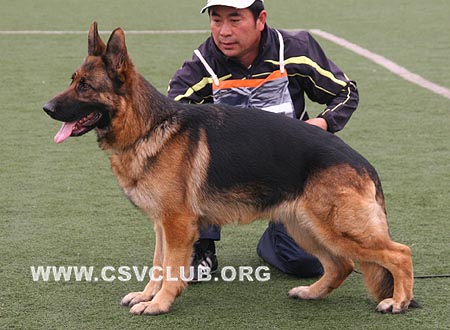 V1 2047 宝拉，Pola von der Zenteiche，CSZ8002278，犬主：王金锁