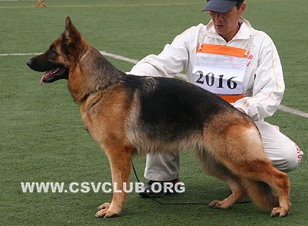 V2 2016 斯恩那，Siena von WenXing，CSZ63024，犬主：韩远亮