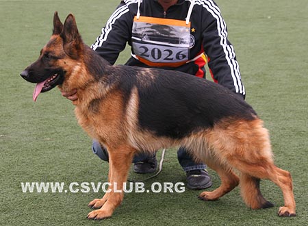 V3 2026 菲斯迪妮，Feisidn von HaoEn，CSZ64761，犬主：李晓然