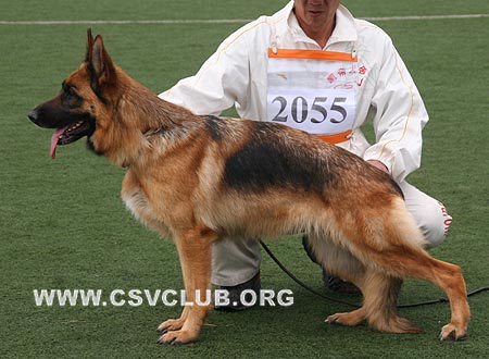 V4 2055 梅露，Malu von XuYang，CSZ107133，犬主：毋军