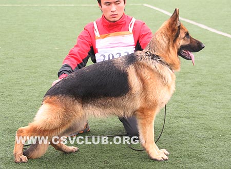 V5 2033 爱米莉娅，Amlla von MiQi，CSZ66779，犬主：刘超(米其)