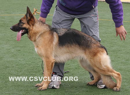 SG1 4026 安萨若，Ansara von HaiLin，CSZ101795，犬主：魏宏