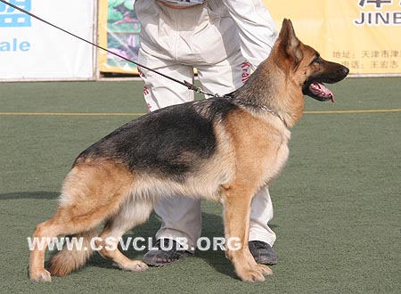 SG2 4024 波卡萨，Becca von TaiHe，CSZ93312，犬主：王立民(泰和)
