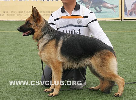 SG3 4004 麦卡，Maika von DeLi，CSZ89350，犬主：韩勇