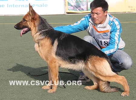 SG5 4018 萨比娜，Sabina  von DeLi，CSZ72693，犬主：能宗昌