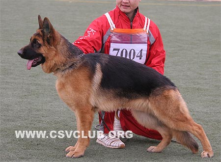 VV4 7004 巴罗，Baro von Zheng Xin，CSZ114315，犬主：宁洋