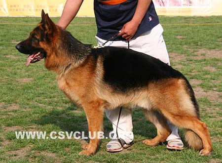 SG5 3007 艾米力，Emil von LuTai，CSZ88588，犬主：李强(鲁泰)