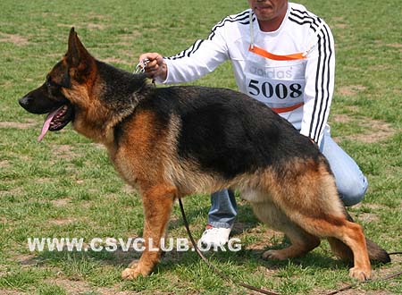 SG5 5008 艾拉祖，Erazzo von FuLongXin，CSZ102365，犬主：李金明