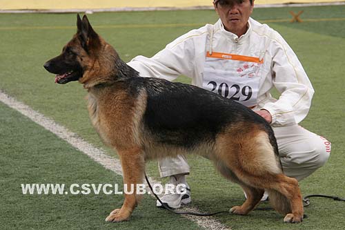 V3 2029 阿卡，Aaika von DongQi，CSZ61027，犬主：马起