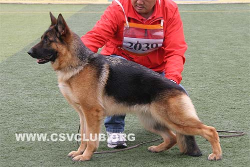V4 2039 柴特塔，Chitta von ZhengDe，CSZ79643，犬主：王宝清