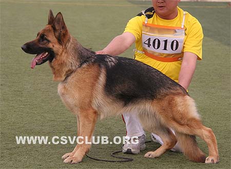 SG1 4010 芭瑞卡哒，Barrikade von TaiHe，CSZ93311，犬主：王立民(泰和)