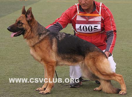 SG5 4005 布乐伊雅，Bleia von P&D，CSZ81253，犬主：顾宏伟