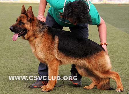 SG3 5016 北格，Big von ShouGang，CSZ104921，犬主：刘洪波